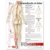 Understanding Pain in Spanish (Entiendo el dolor) Anatomical Chart